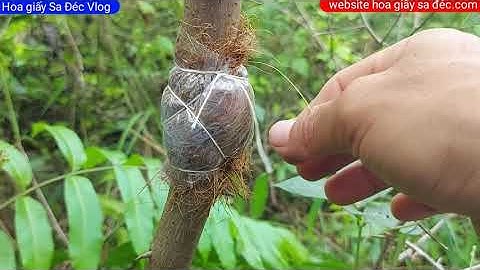 Cách chiết cành hoa giấy rất đơn giản và hiệu quả / Hoa giấy Sa Đéc Vlog.