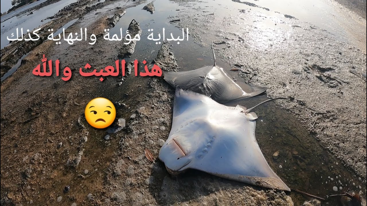 صيد السمك في عمق ، البرك ، القحمة بدايتها مؤلمة ونهايتها مؤلمة