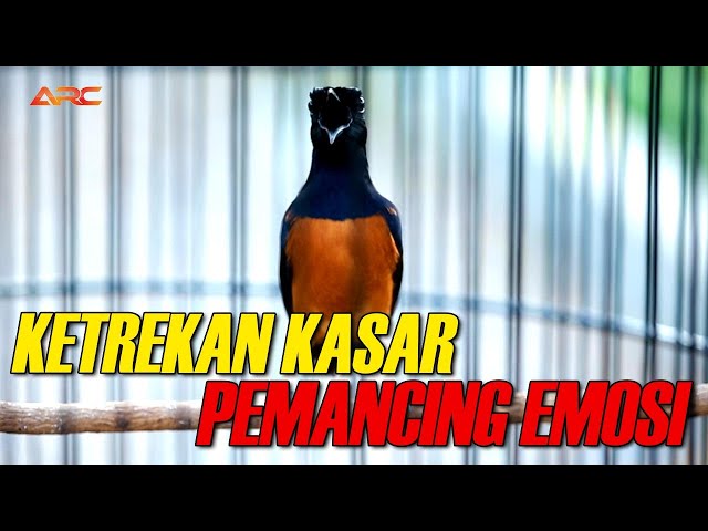 MURAI BATU GACOR PENDONGKRAK MENTAL DAN EMOSI ISIAN LENGKAP MEWAH | SHAMA BIRD class=