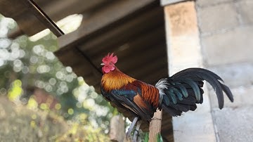 ไก่หนุ่มลูกผสมป่าน้ำ1(F1)(qaib qus txuam 1