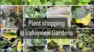 Plant SHOPPING @ Valleyview ( Plumeria, Philodendron, succulents and more) by lifeofbellina 1,801 views 1 month ago 23 minutes