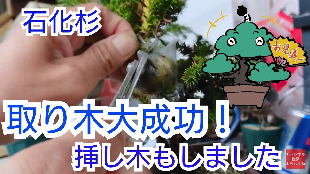 石化杉 取り木大成功 ついでに挿し木して繁殖も 初心者盆栽お手入れ講座 Youtube