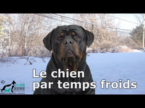 Vidéo: Conseils de sécurité par temps froid pour les chiens et les chats