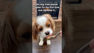 First time my dog tried peanut butter..now hes emotionally attached 🥜🐶#puppy #dogshorts