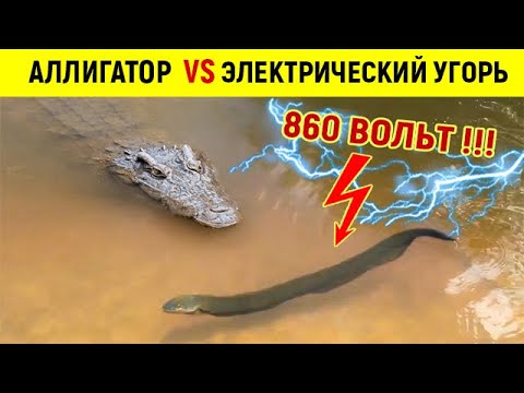 Аллигатор не подозревает, что эта рыба БЬЕТ ТОКОМ 860 Вольт!