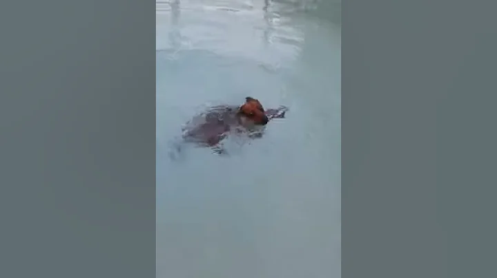 Louie the otter boy (daschund swimming)
