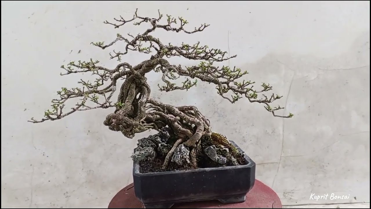 Menyuburkan Sakura Mikro Ekspose Akar (