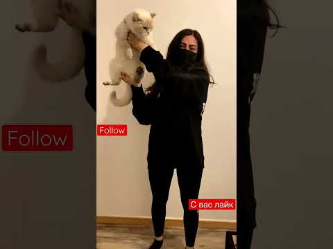 #shorts #shortvideo #shortsvideo #cat #relaxing #india #cats #kinemaster #shortsfeed #short