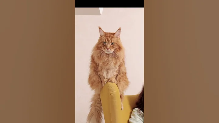 Video 8992471: mainecoon catlover, beautiful mainecoon, feline beauty