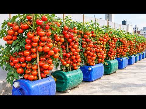 Grow Tomatoes in Containers for Fresh Harvests All Year Round