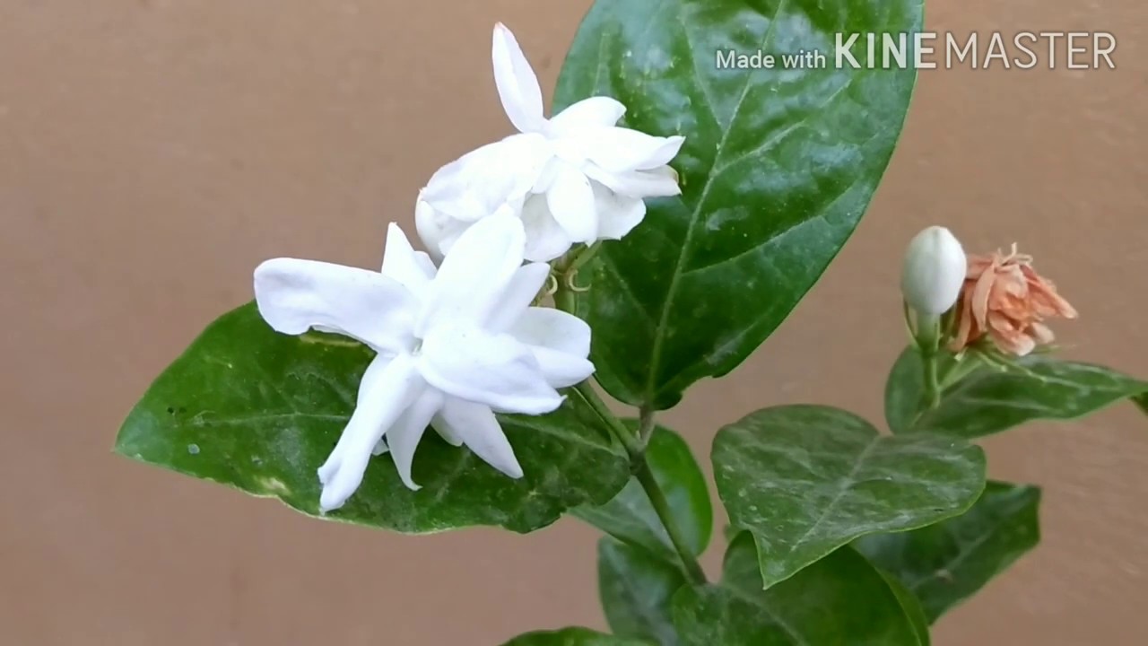 How to grow mogra /jasmine plant and get maximum blooming YouTube