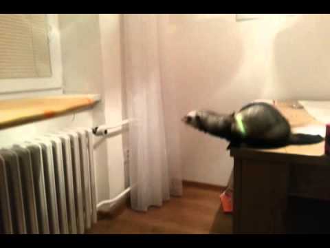 Ferret jump fail