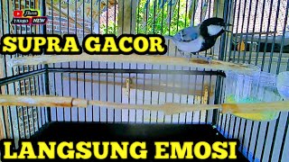 Gelatik BATU GACOR LANGSUNG BIKIN EMOSI LAWAN 
