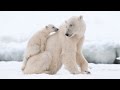 HD:The life to polar bear.