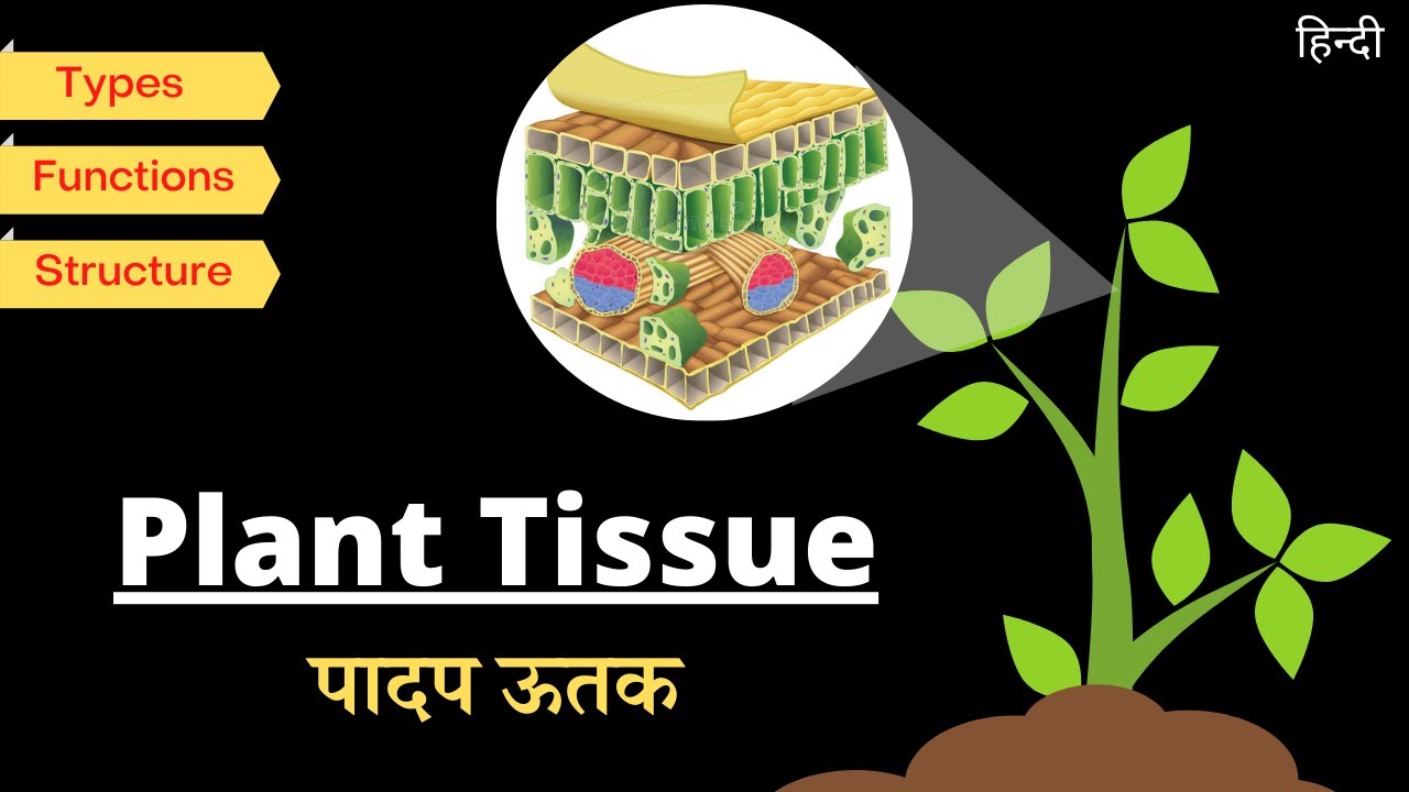 Plant tissues