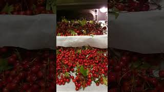 заготовки... #шортс #shorts #short #shortvideo #herbal #заготовкиназиму