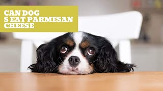 can dogs eat parmesan cheese ?
