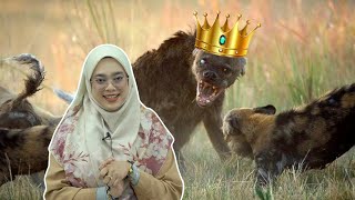 Hyena Pilih Betina Sebagai Ketua Sebab Jantan Selfish