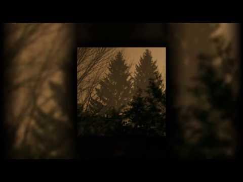 From Roots To Needles - If These Trees Could Talk
