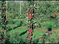 Planter un arbre fruitier pour petit jardin