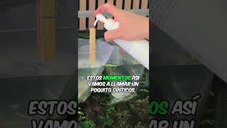 Así se Aclimatan los Peces su Nuevo Acuario