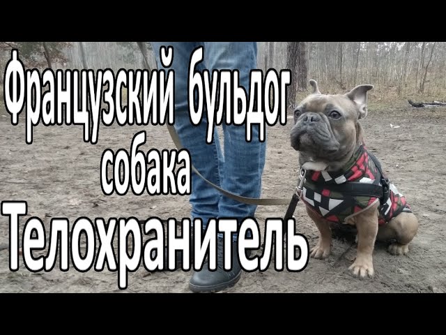 Французский бульдог собака телохранитель