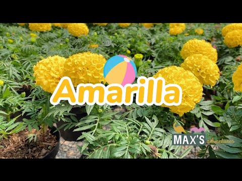 Video: Schisanthus: Una Combinación Mágica De Colores