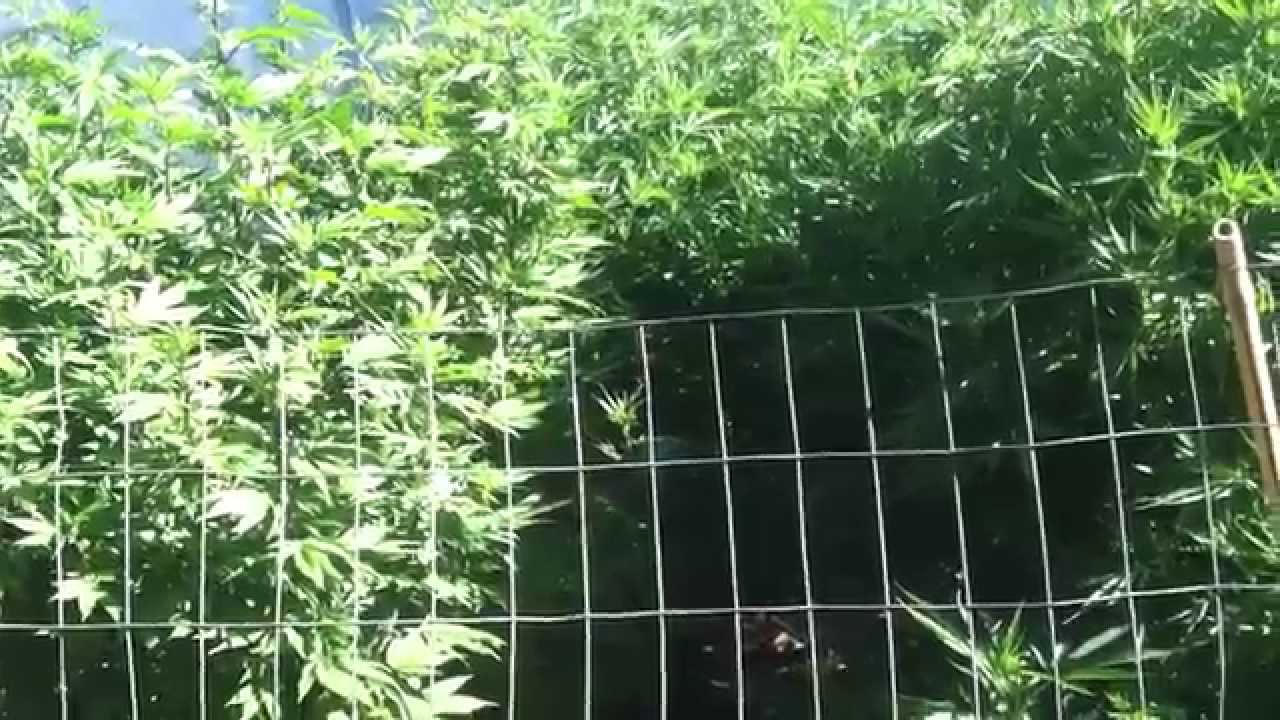 Oregon outdoor grow