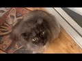🔉Loki Made a Paper Bed 😲 4 Cats Morning Routine | MaineCoonCapers 