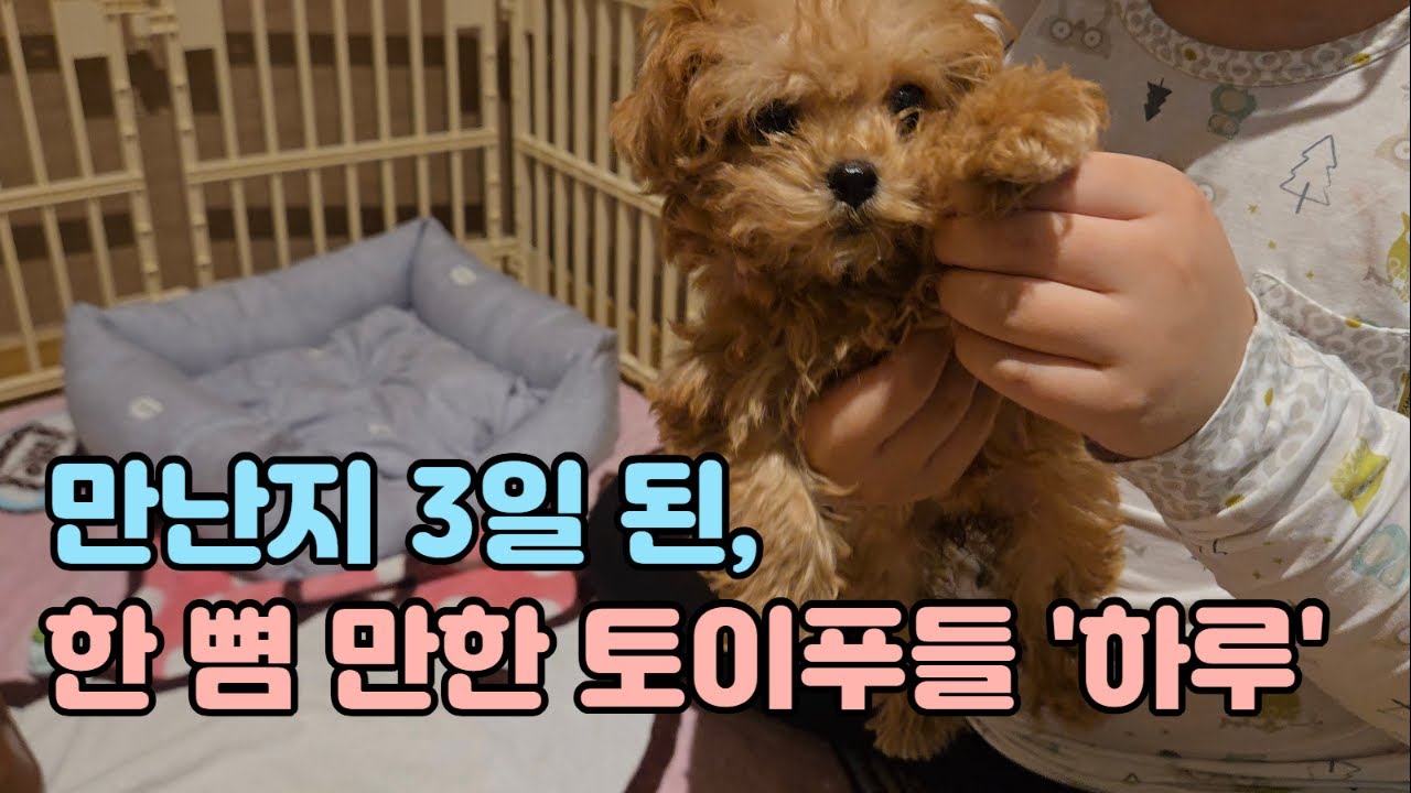 18년 함께한 아이를 보내고ㅠ 토이 푸들 '하루'와 3일째 케이지 안에서.. #cutedog #pets #cute