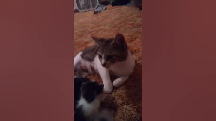 like  and subscribe if you want to see my kitty vi...