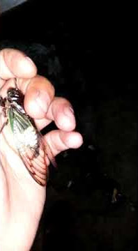 Suara Tonggeret / Turaes / Garengpung