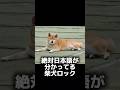 柴犬ロックって日本語絶対分かってる！　#柴犬 #柴犬ロック #柴犬ボブ