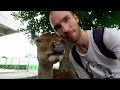 Deer in Nara. Vlog #009