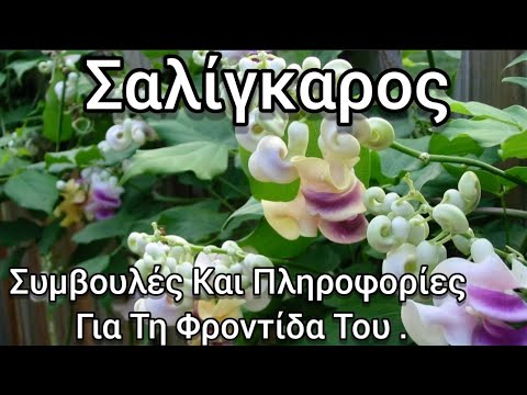 Βίντεο: Αρωματικό και ηλιόλουστο νότιο