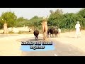 Camel and buffalo views youtube2023 viralyoutube