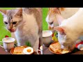 "MINI BREAKFAST" Tiny Toast & Tiny Sunny Side Up Eggs for My Cats!