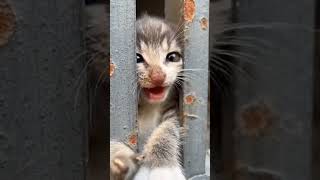 #KittenShorts#CuteAnimals#SadStory#AnimalLovers#CatVideos