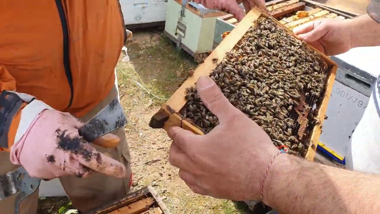 ΠΡΩΤΟ ΚΟΨΙΜΟ ΠΑΡΑΦΥΑΔΩΝ. ΔΙΑΘΕΣΙΜΑ ΜΕΛΙΣΣΙΑ ΚΑΙ ΠΑΡΑΦΥΑΔΕΣ. ΜΑΡΤΙΟΣ 2023