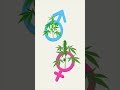 Male or Female? Quick Tips to Identify Cannabis Gender