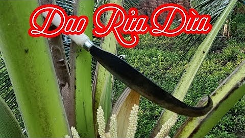 DỤNG CỤ RỬA DỪA MỚI NHẤT 2022 || THỂ THAO VÀ CUỘC SỐNG.