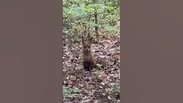 Thumbnail of Fox bark or howling ?