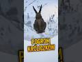 POGROM KRÓLIKÓW w GTA Online ☠️🐰☠️
