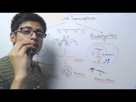 Video: Skillnaden Mellan Prokaryot Och Eukaryot Transkription