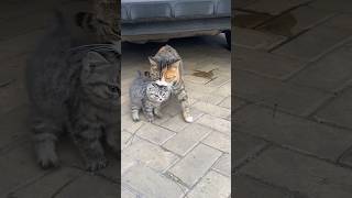 🐱❤️ Mother Cat Carries Her Kitten to Safety 🥹 #shorts #kitten #cat