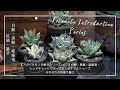 【アガベチタノタ紹介シリーズvol 1】白鯨・黒鯨・姫厳竜・レッドキャットウィーズル(紅猫)・スナグルトゥース(暴牙)|それぞれの特徴や魅力