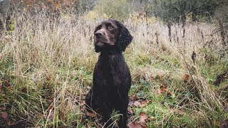 Pheasant Shooting - Midweek Shoot Day Working On The Beating Team