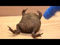 干からびてひっくり返ったカエルに水をかけると…