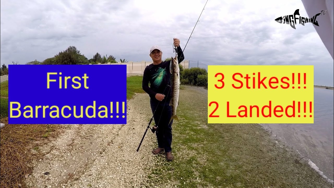 My Father's first Barracuda | Shore Casting | Catching Barracuda