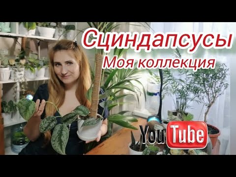 Сциндапсусы! Моя любимая коллекция растений!